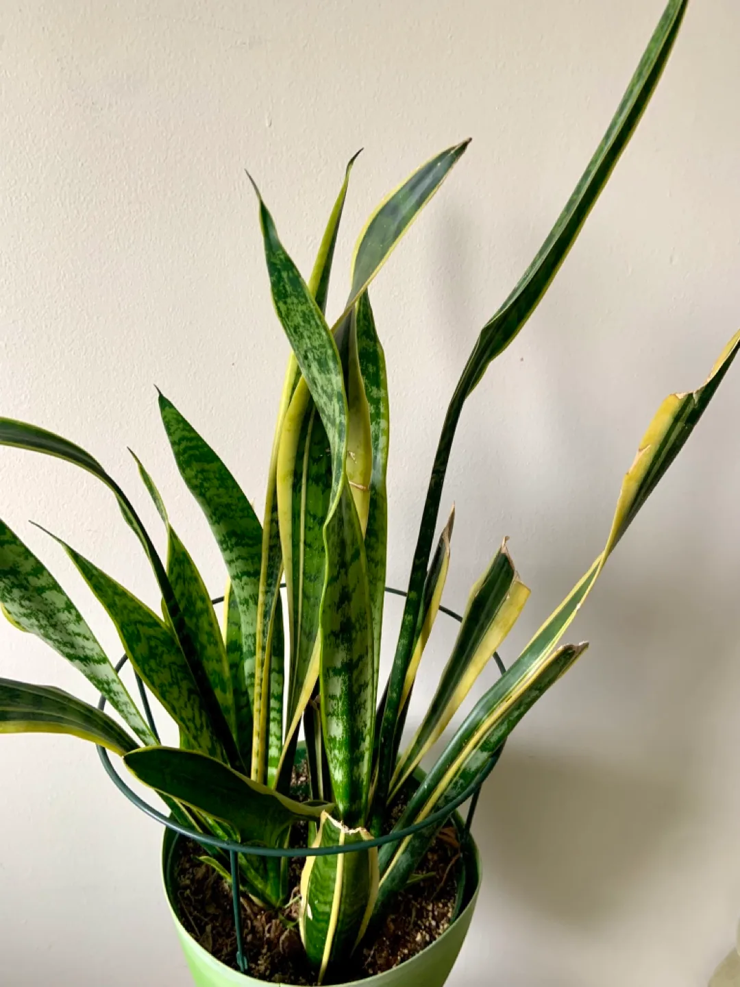 Snake Plant in large Green Pot image indicator(2)