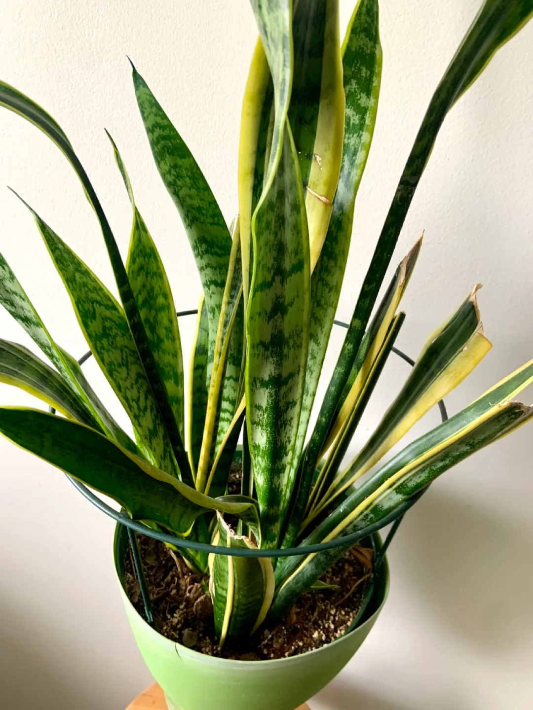 Snake Plant in large Green Pot image indicator(3)