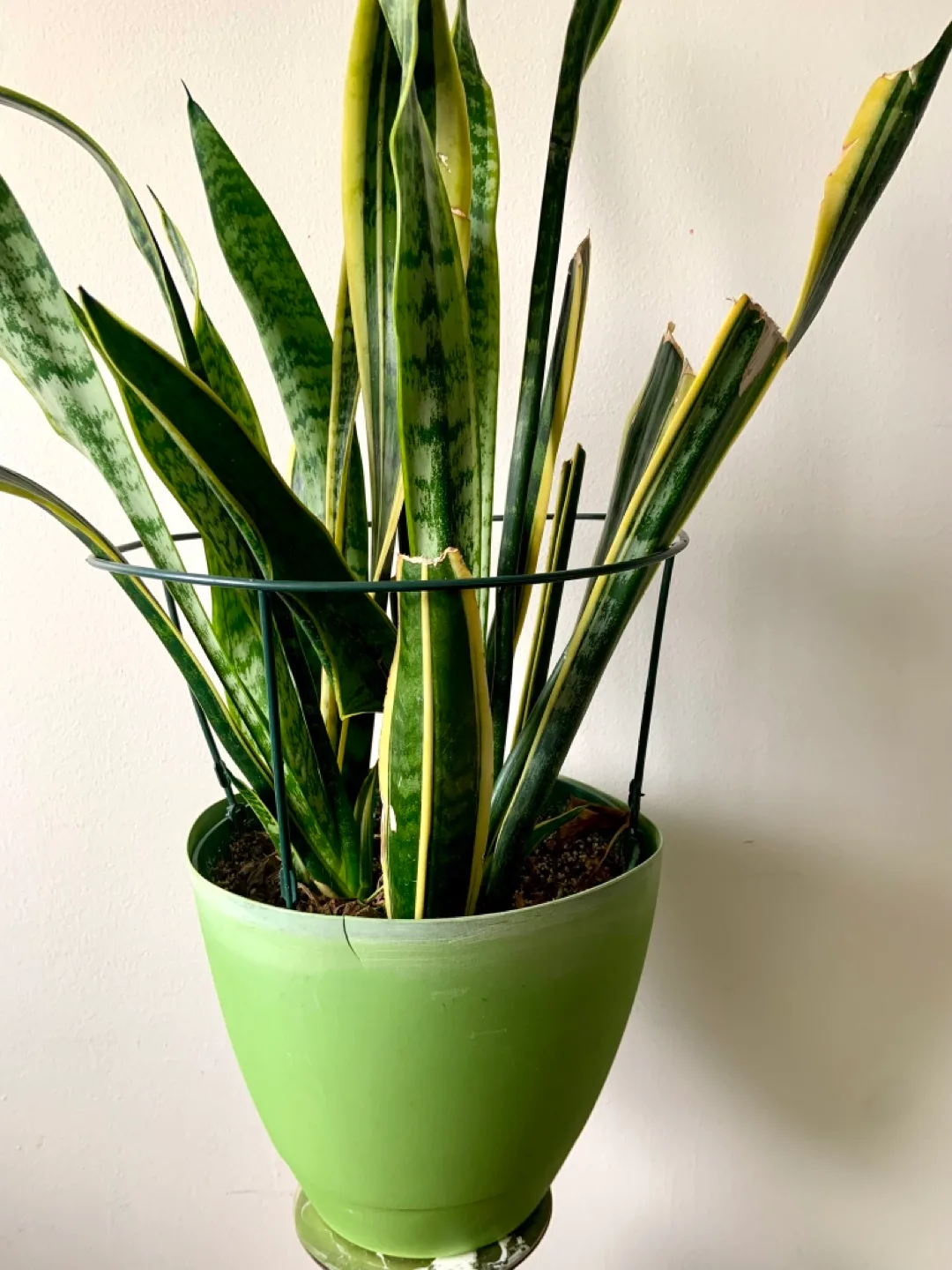 Snake Plant in large Green Pot image indicator(4)