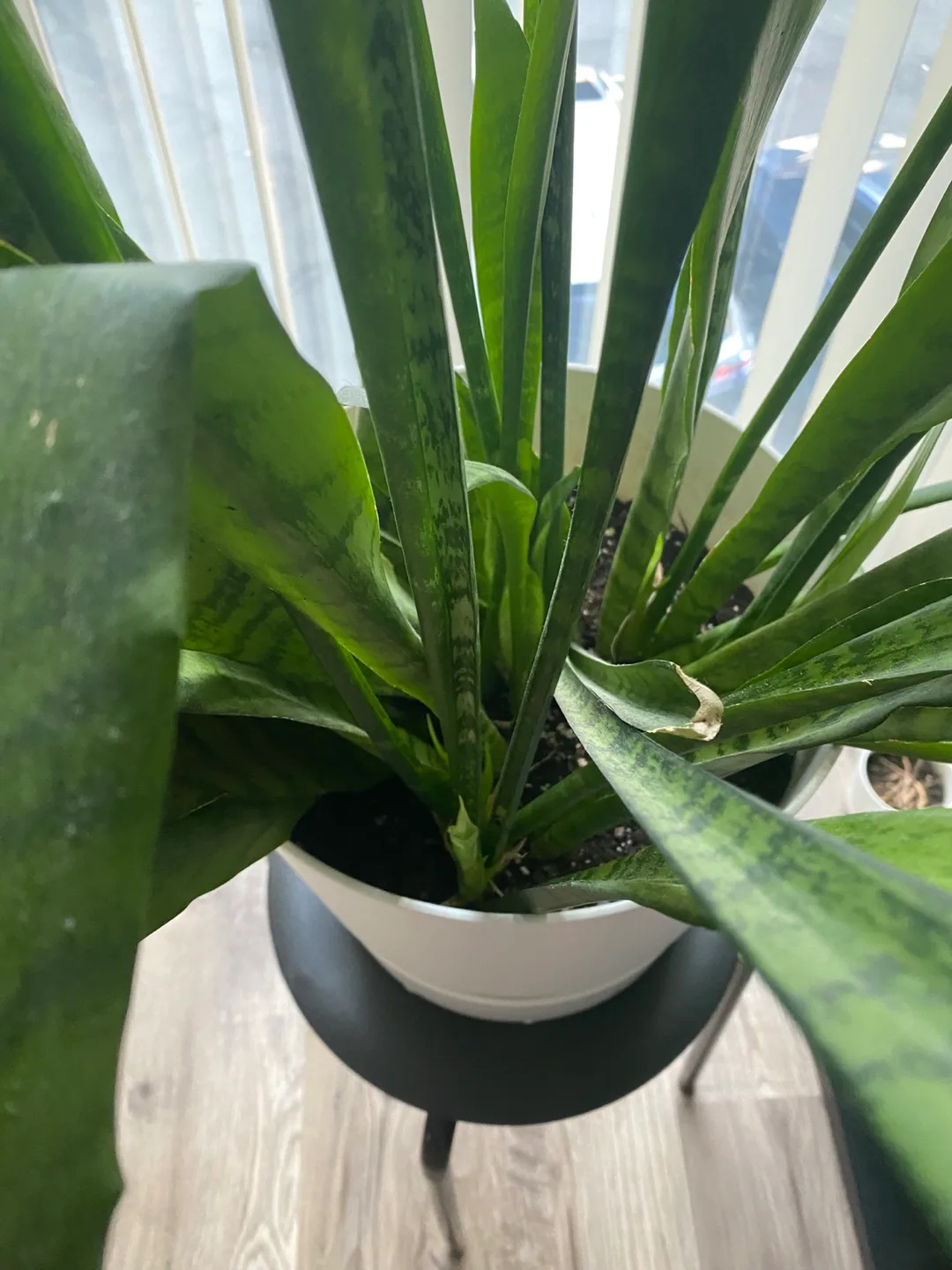 Large Snake Plant in White Pot thumbnail