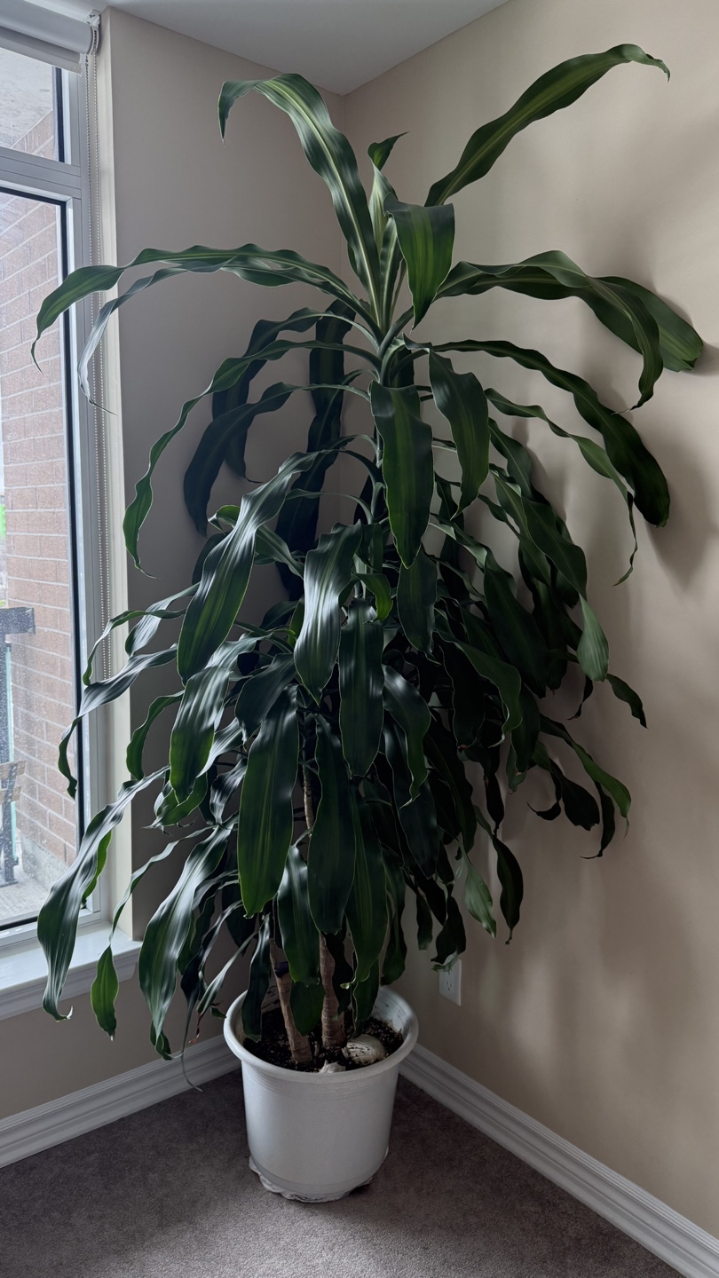 Large Dracaena Marginata Plant- 82 inch +