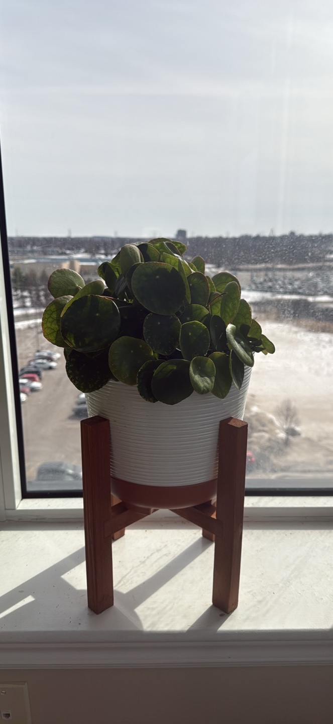 HouseplantS - photo 3