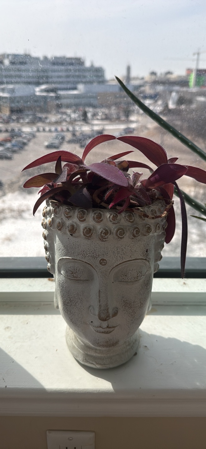 HouseplantS