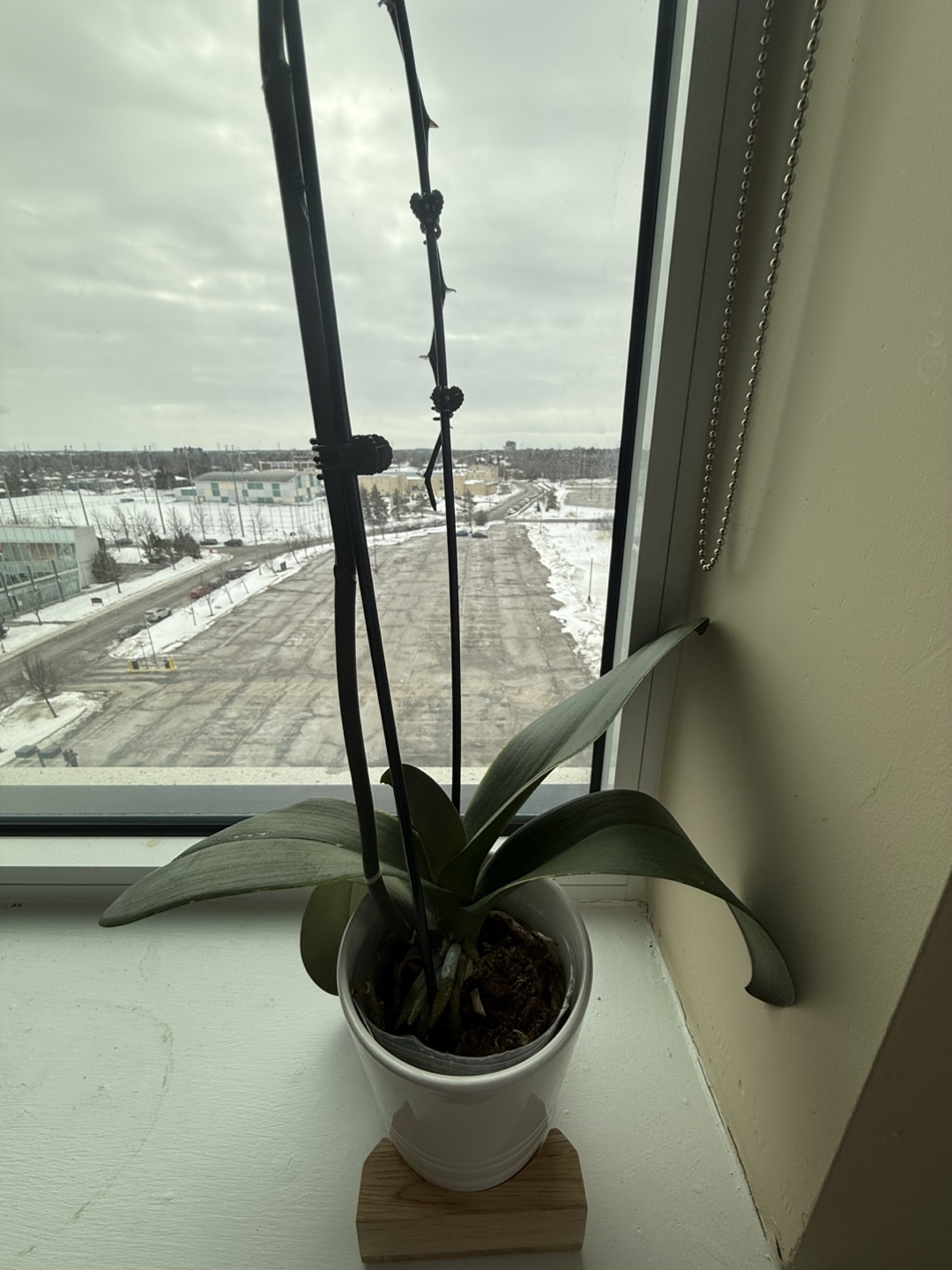 HouseplantS - photo 4