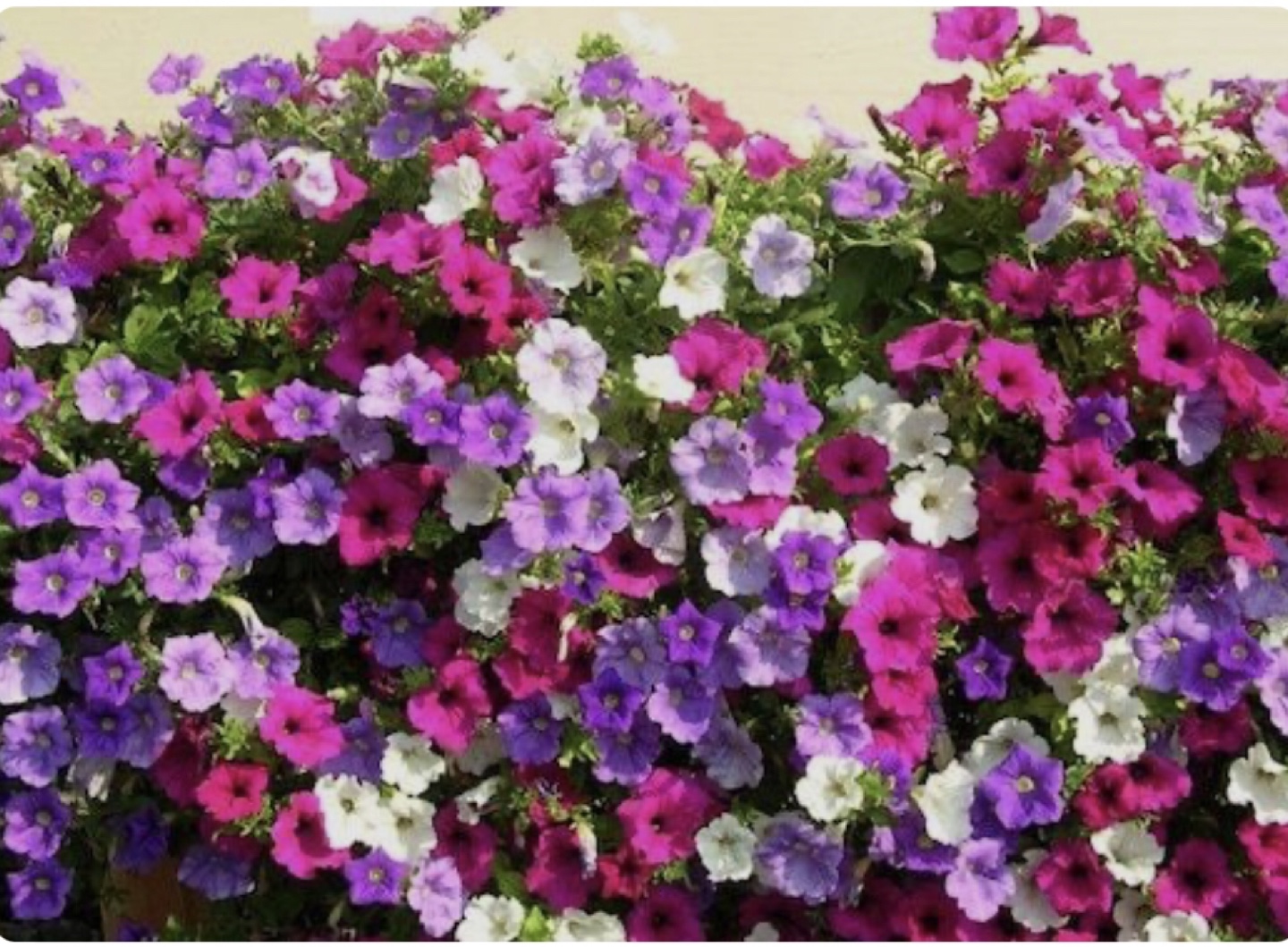 Ready to plant🌸Mixed Colour Petunia