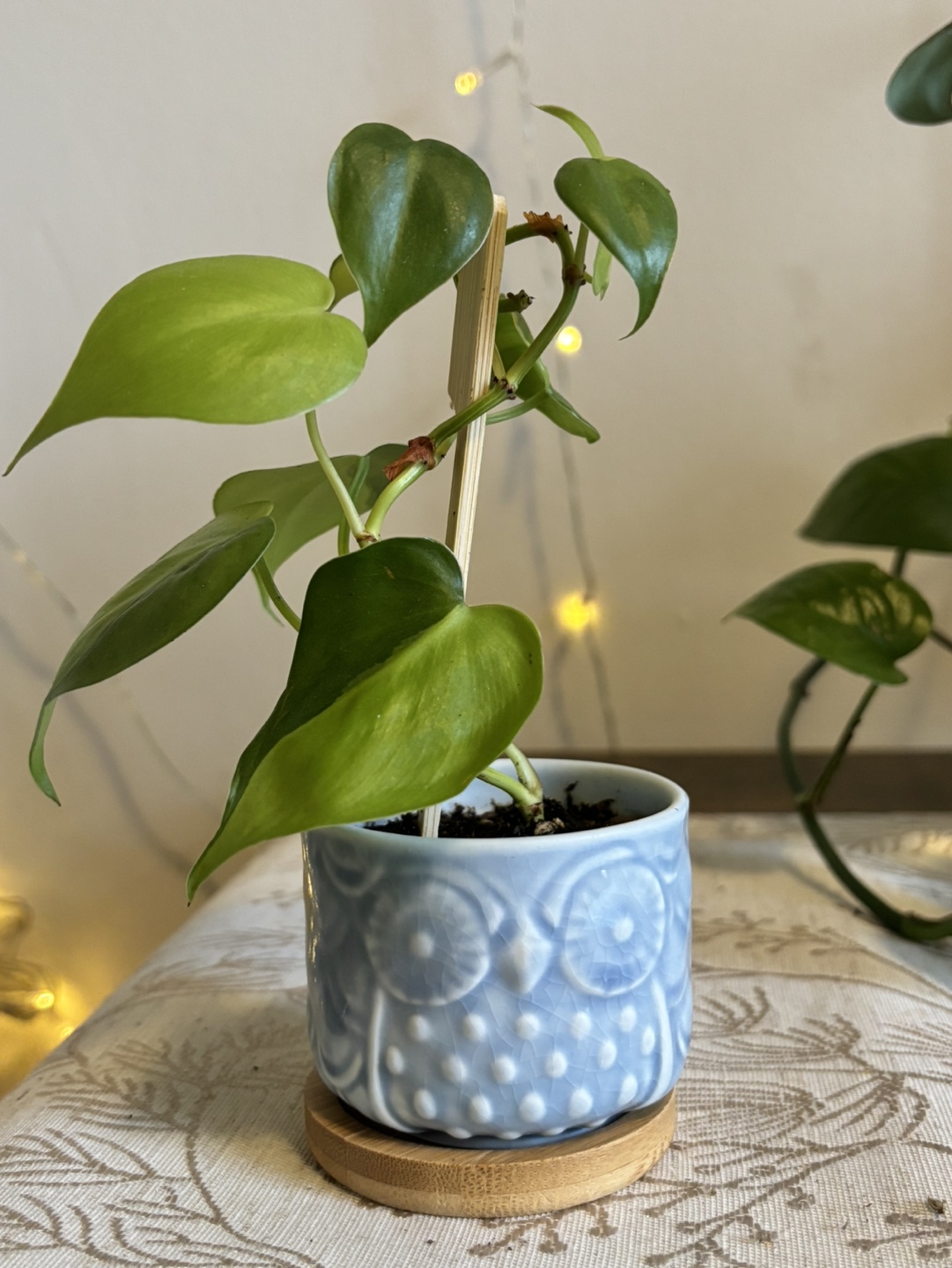 Heart leaf philodendron