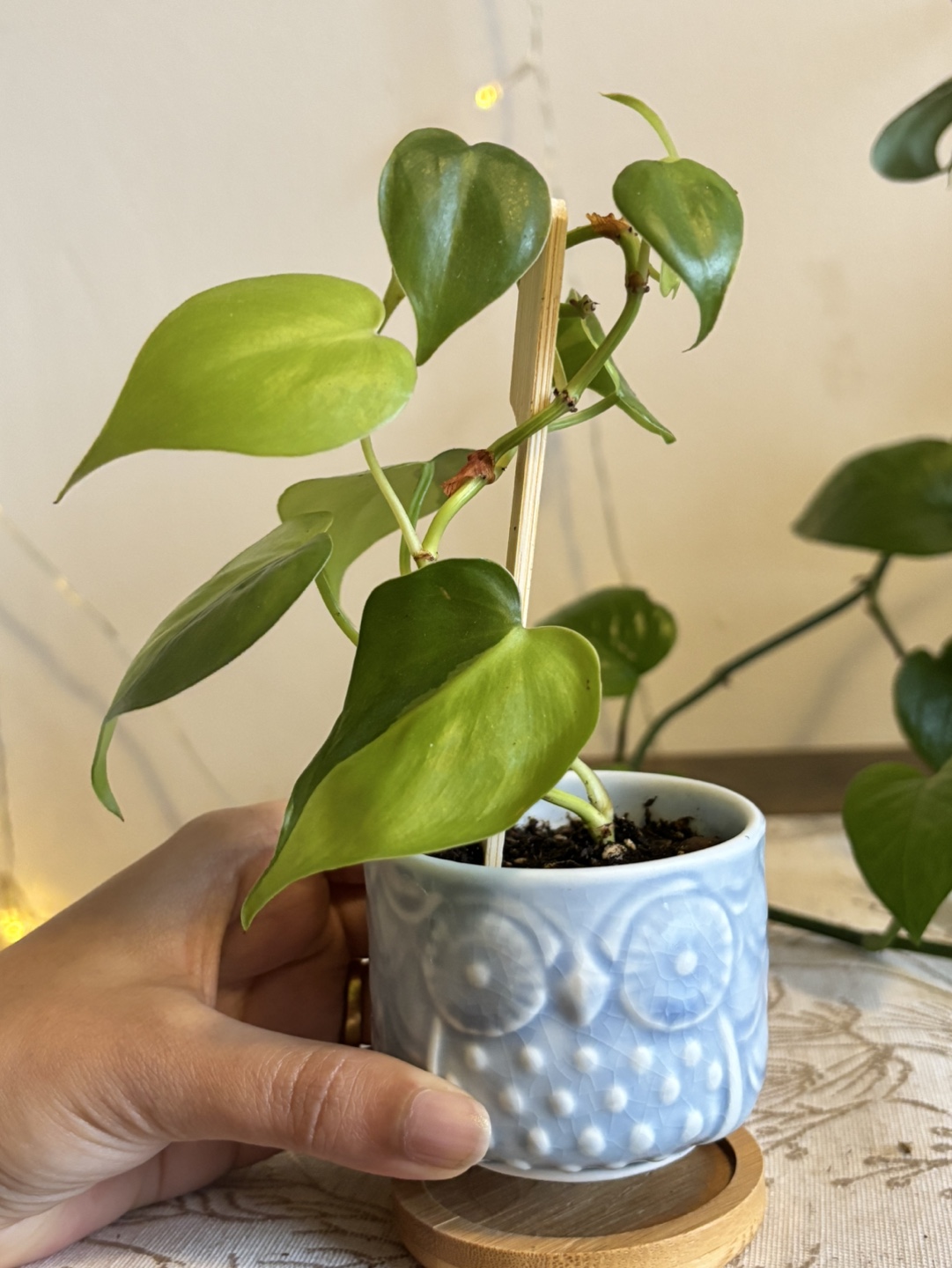 Heart leaf philodendron - photo 3