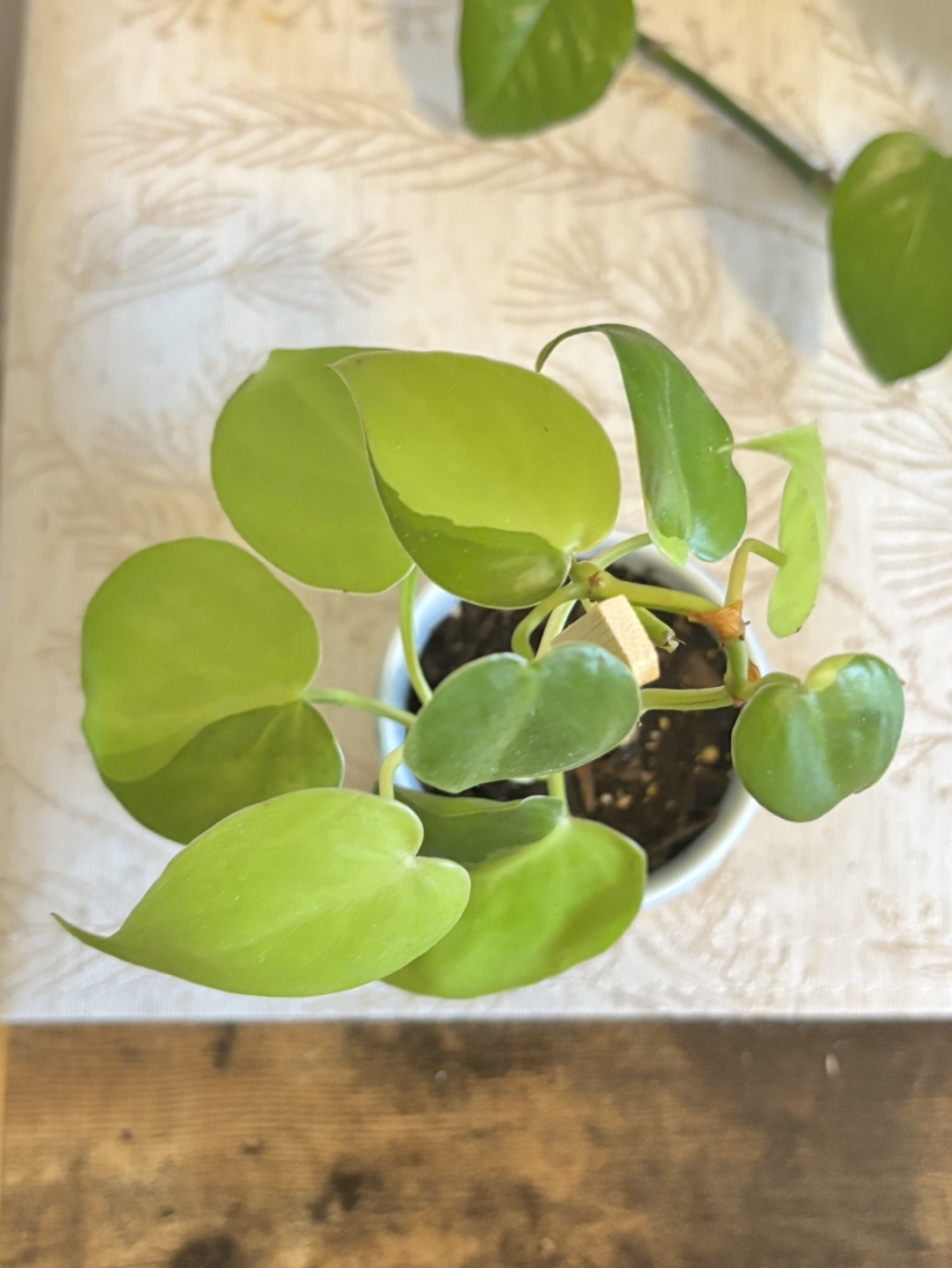 Heart leaf philodendron - photo 2