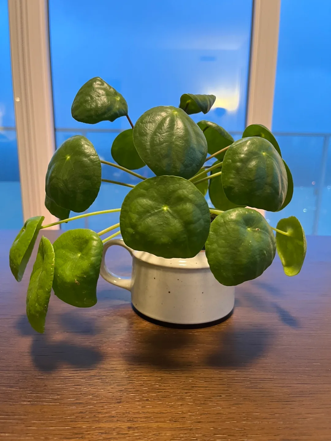 Chinese money plant - Pilea Plant