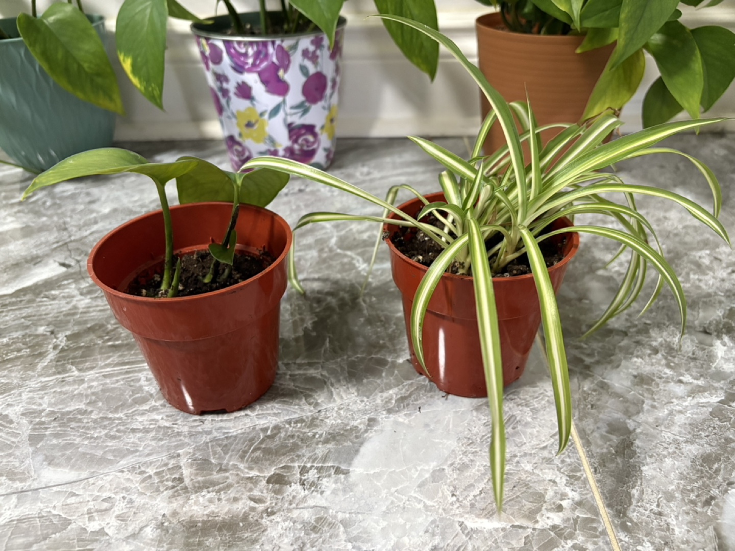 Indoor Plants - Pothos & Spider Plant - photo 2