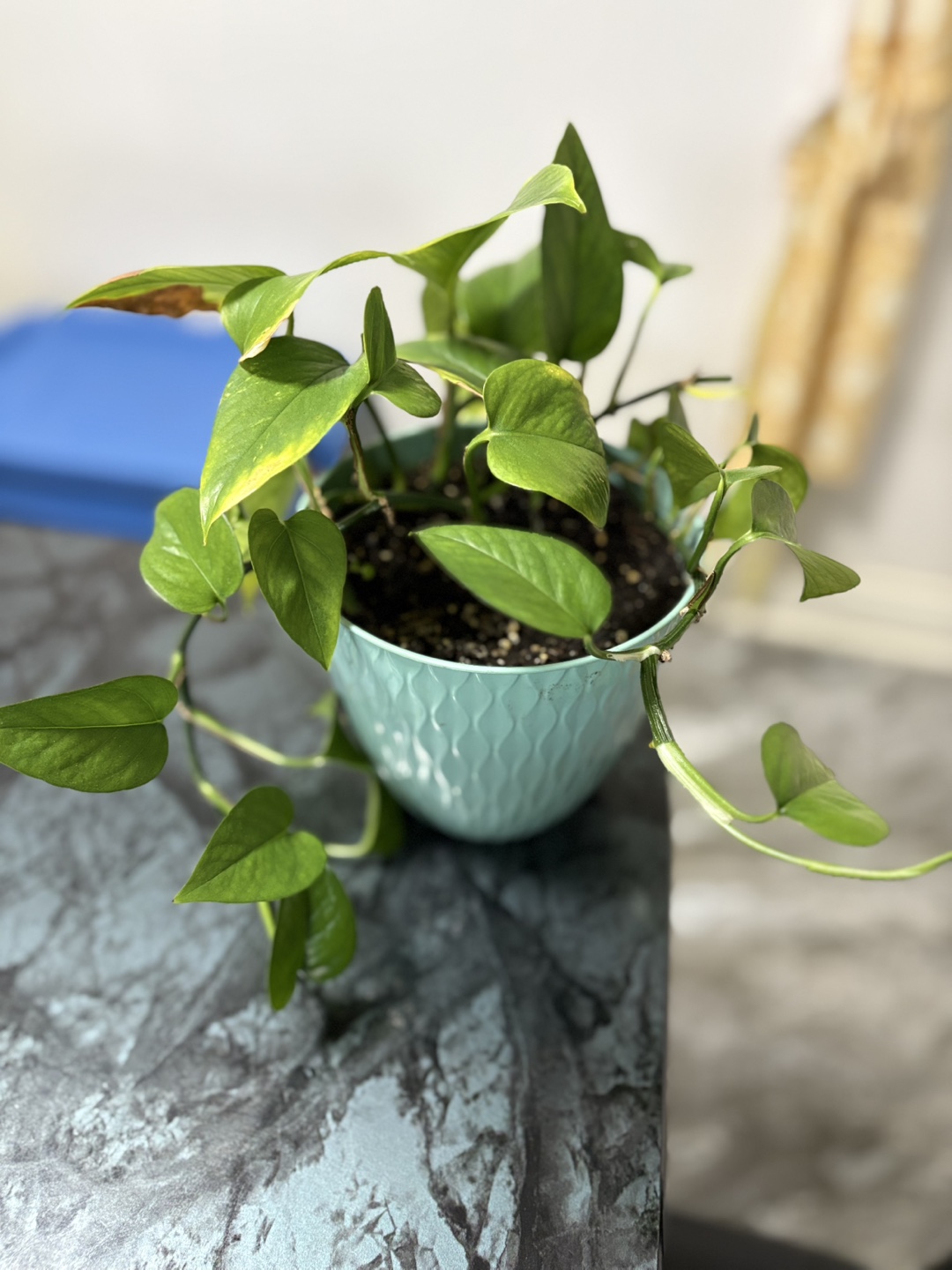 Indoor Plants - Pothos & Spider Plant - photo 3