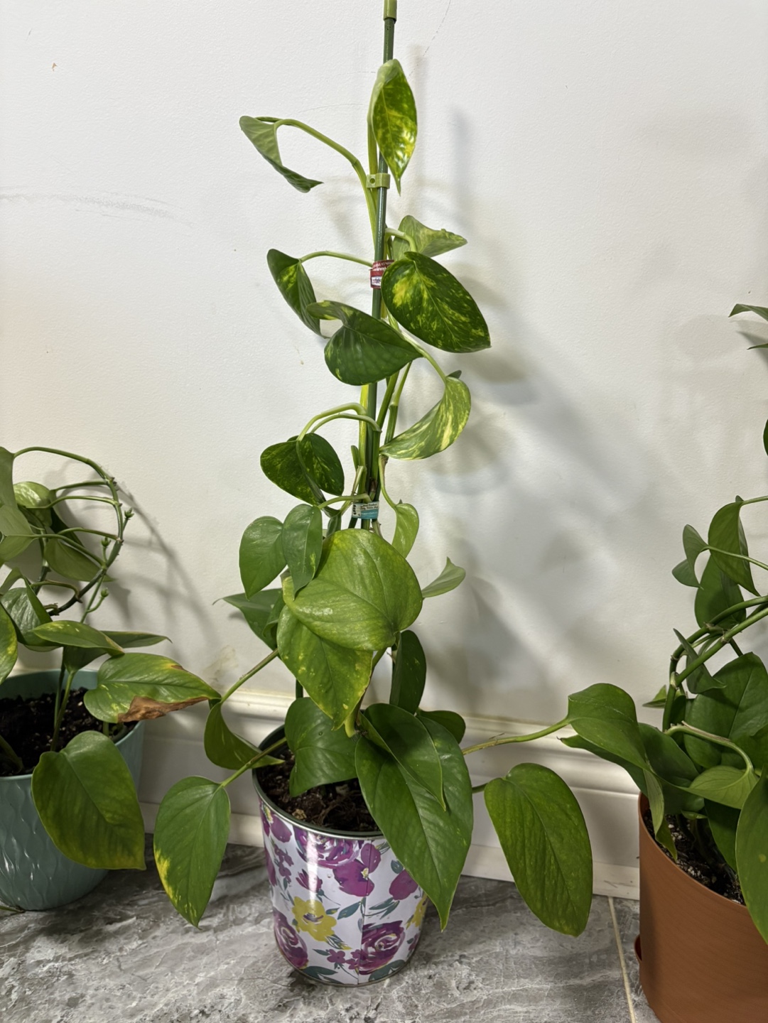 Indoor Plants - Pothos & Spider Plant