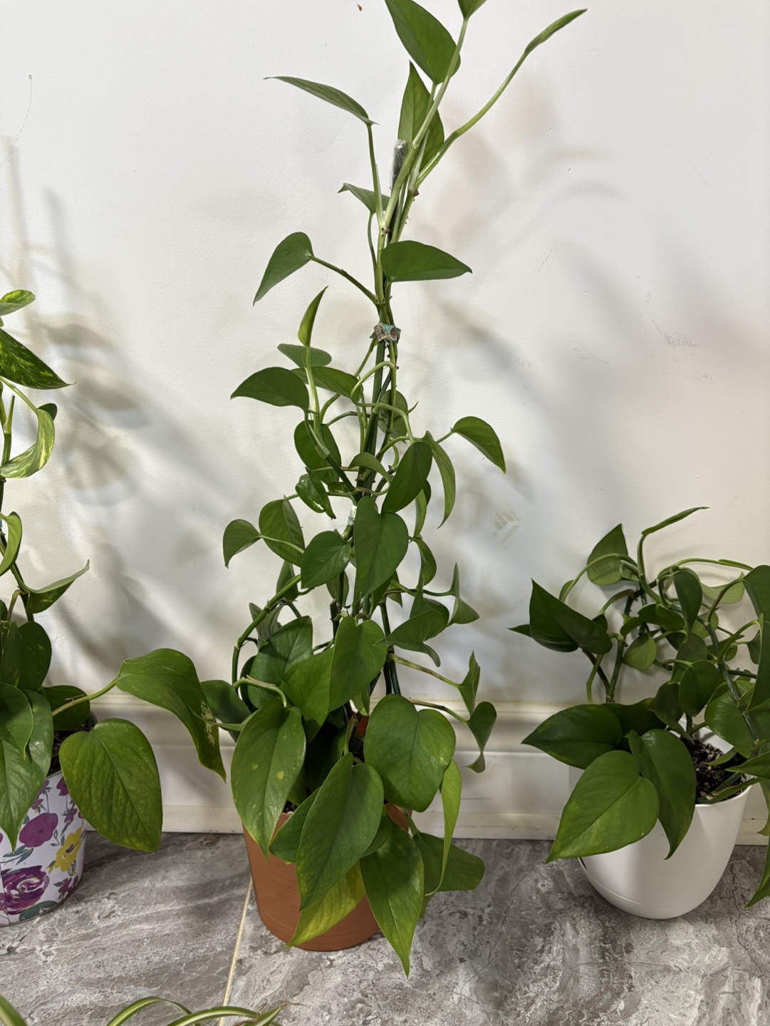 Indoor Plants - Pothos & Spider Plant - photo 4