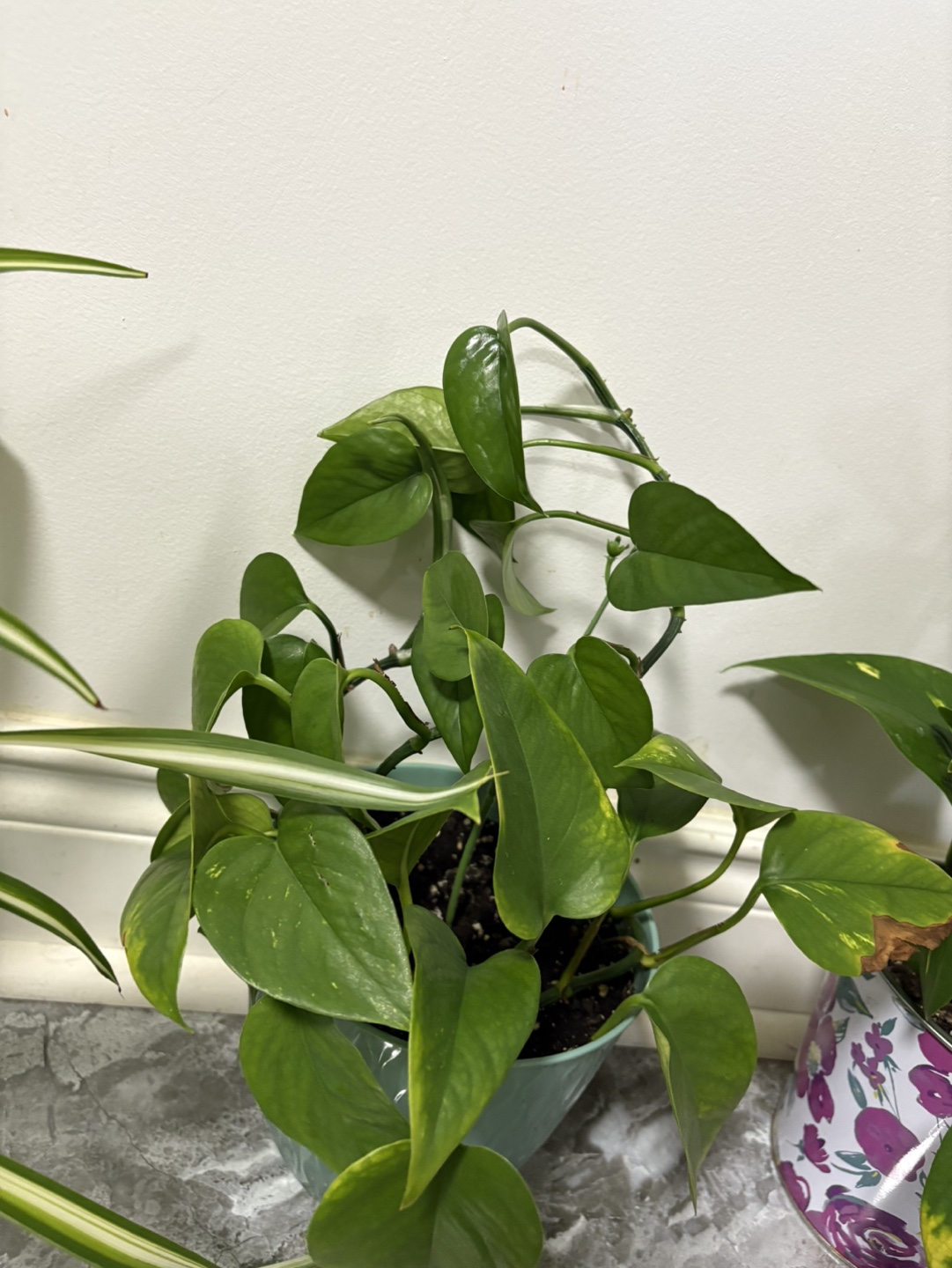 Indoor Plants - Pothos & Spider Plant - photo 5