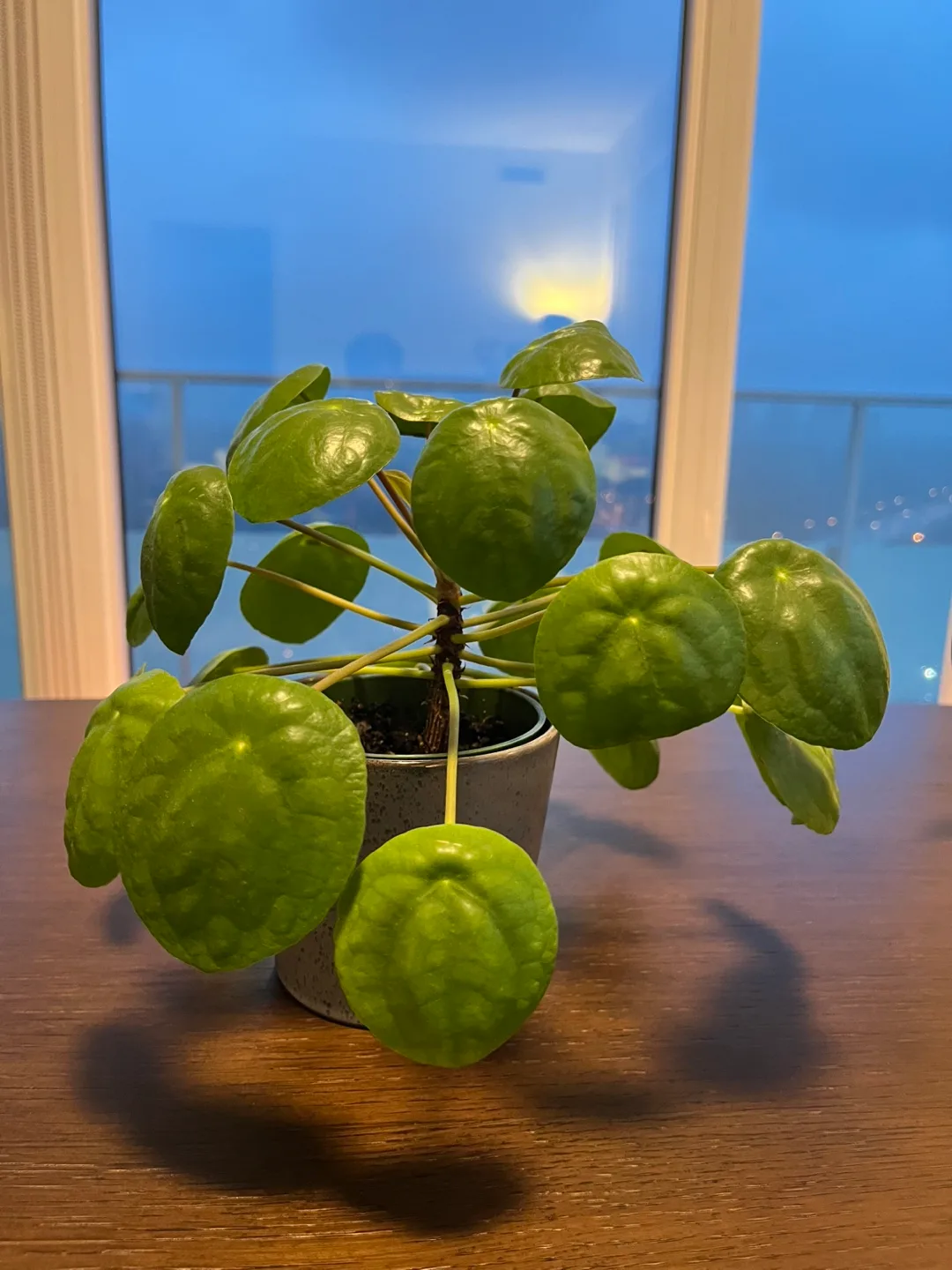 Healthy Chinese Money Plant (w ceramic pot)