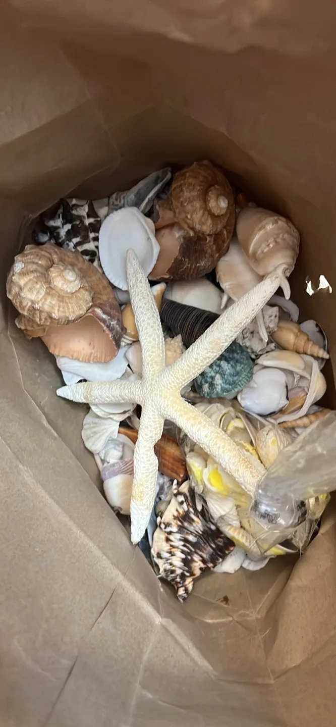 Bag of Seashells and Starfish image indicator(2)