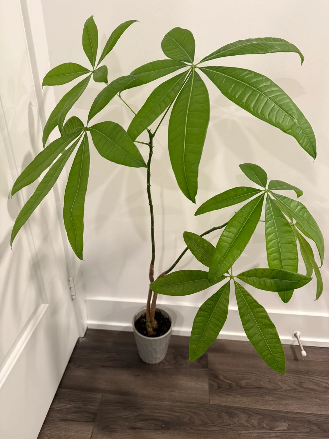 Free Delivery - Money tree thumbnail
