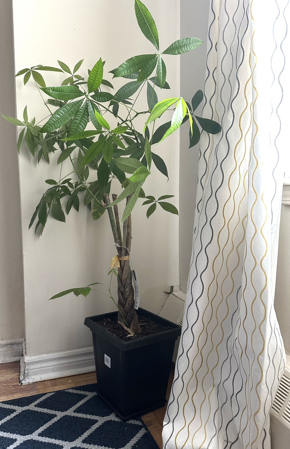 Braided Money Tree Plant - photo 2