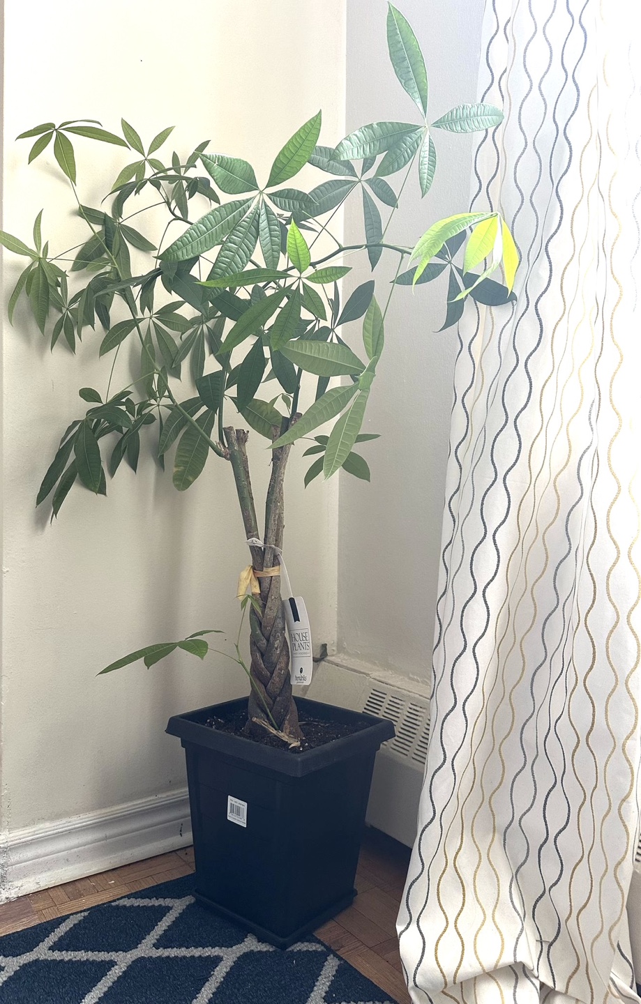 Braided Money Tree Plant