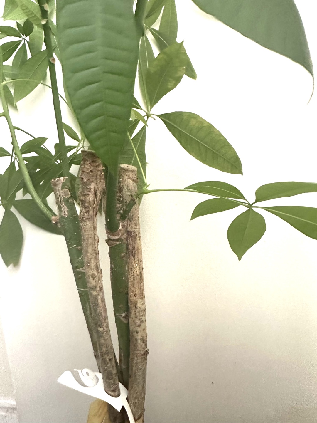Braided Money Tree Plant - photo 5