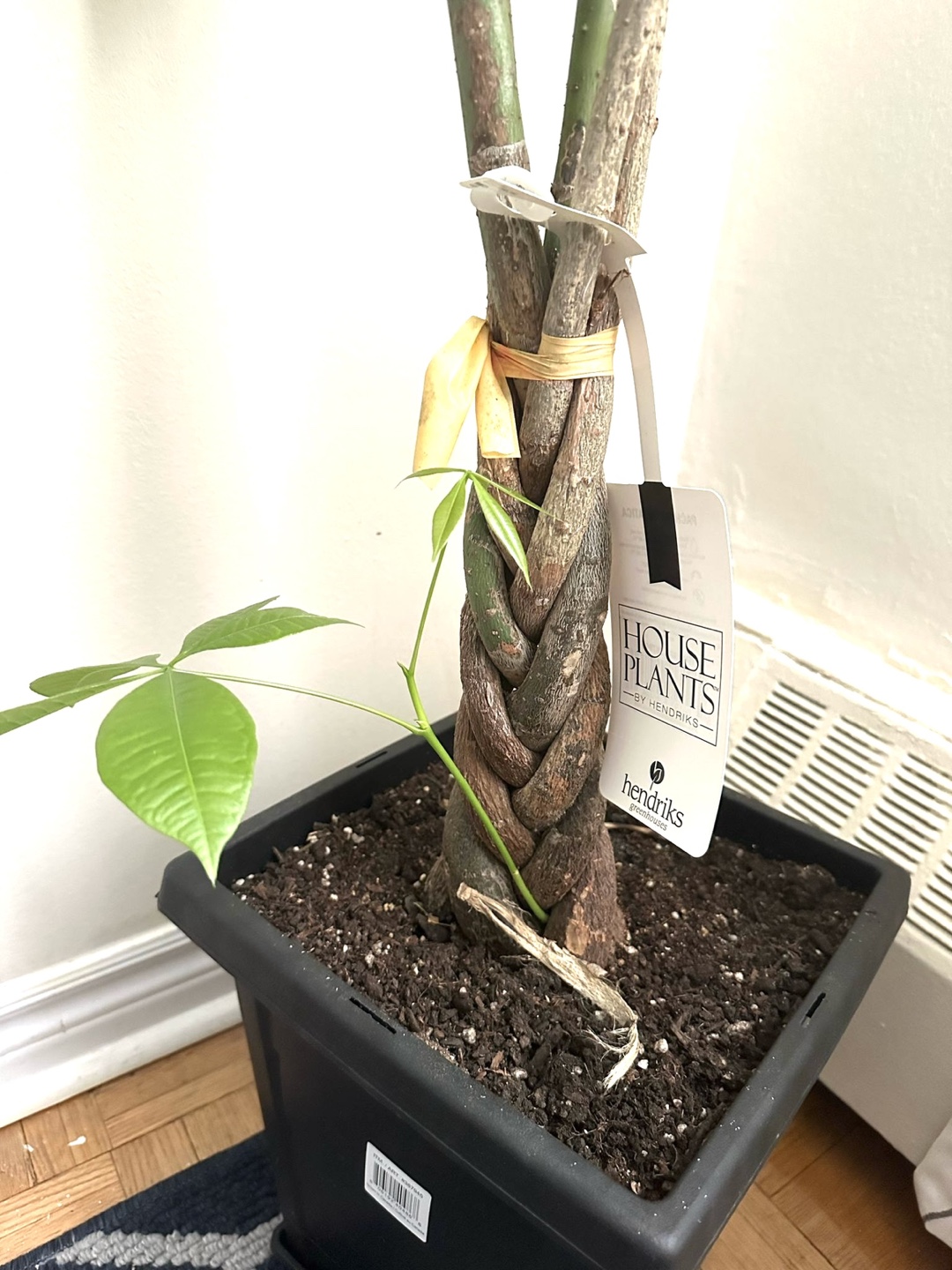 Braided Money Tree Plant - photo 4