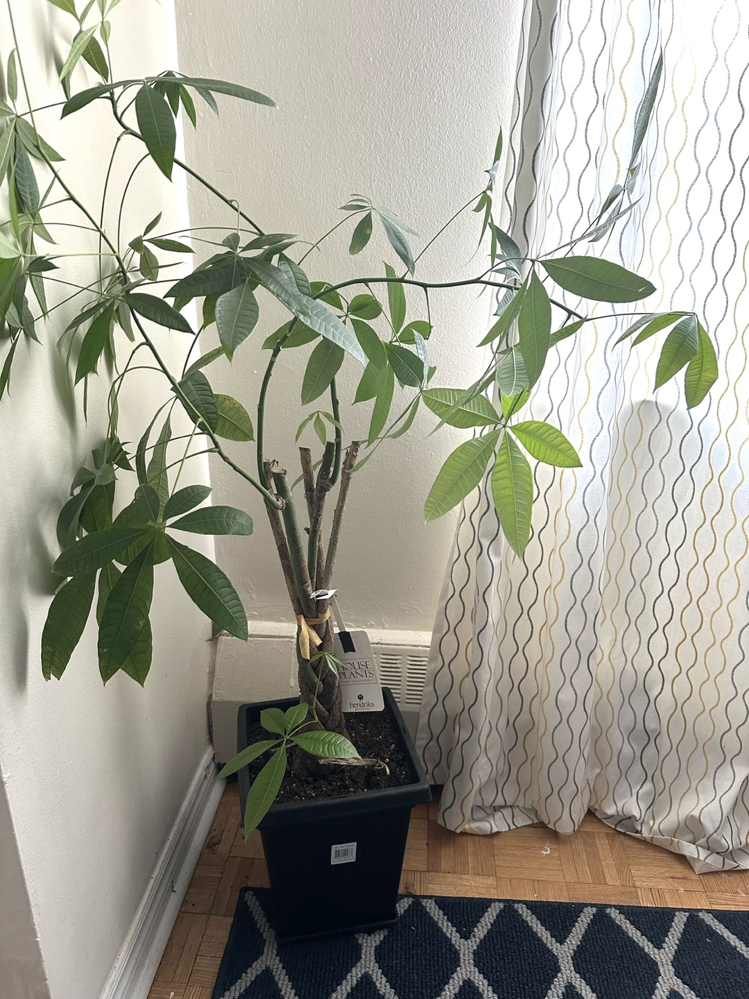 Braided Money Tree Plant - photo 3