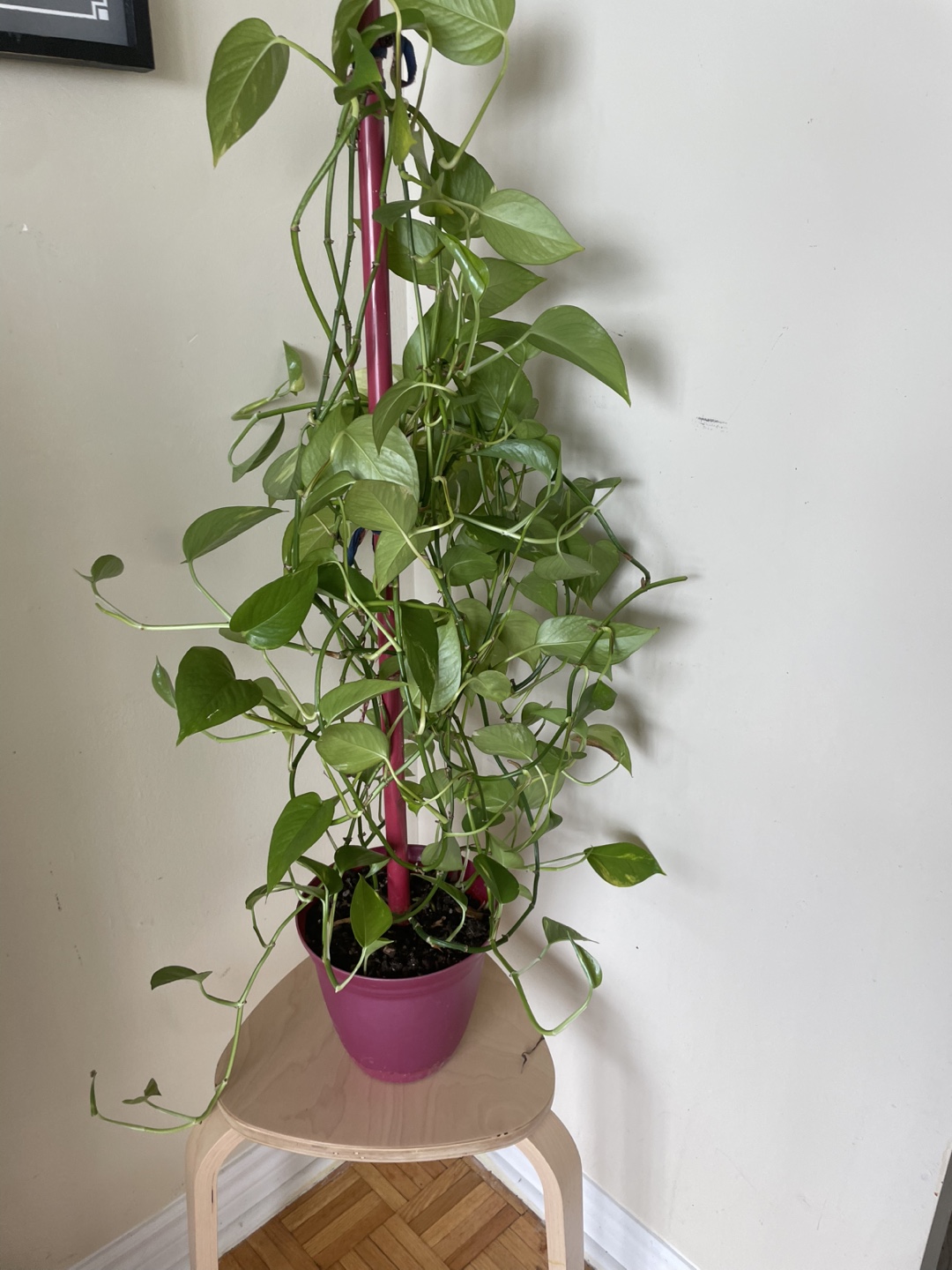 Large Golden Pothos Plant