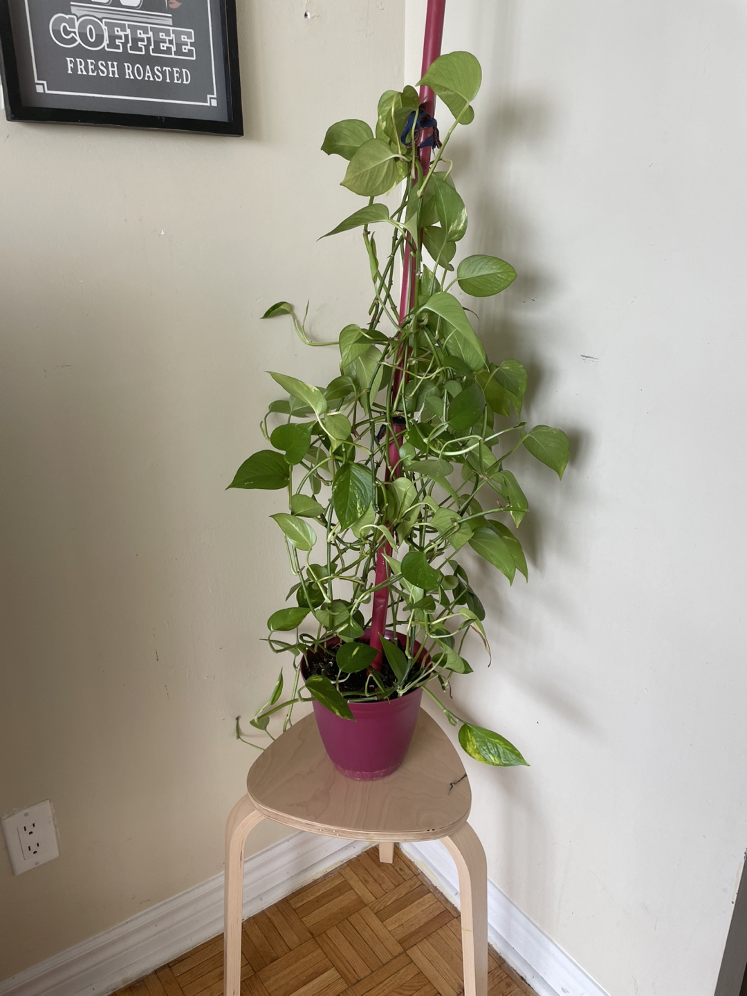 Large Golden Pothos Plant - photo 2