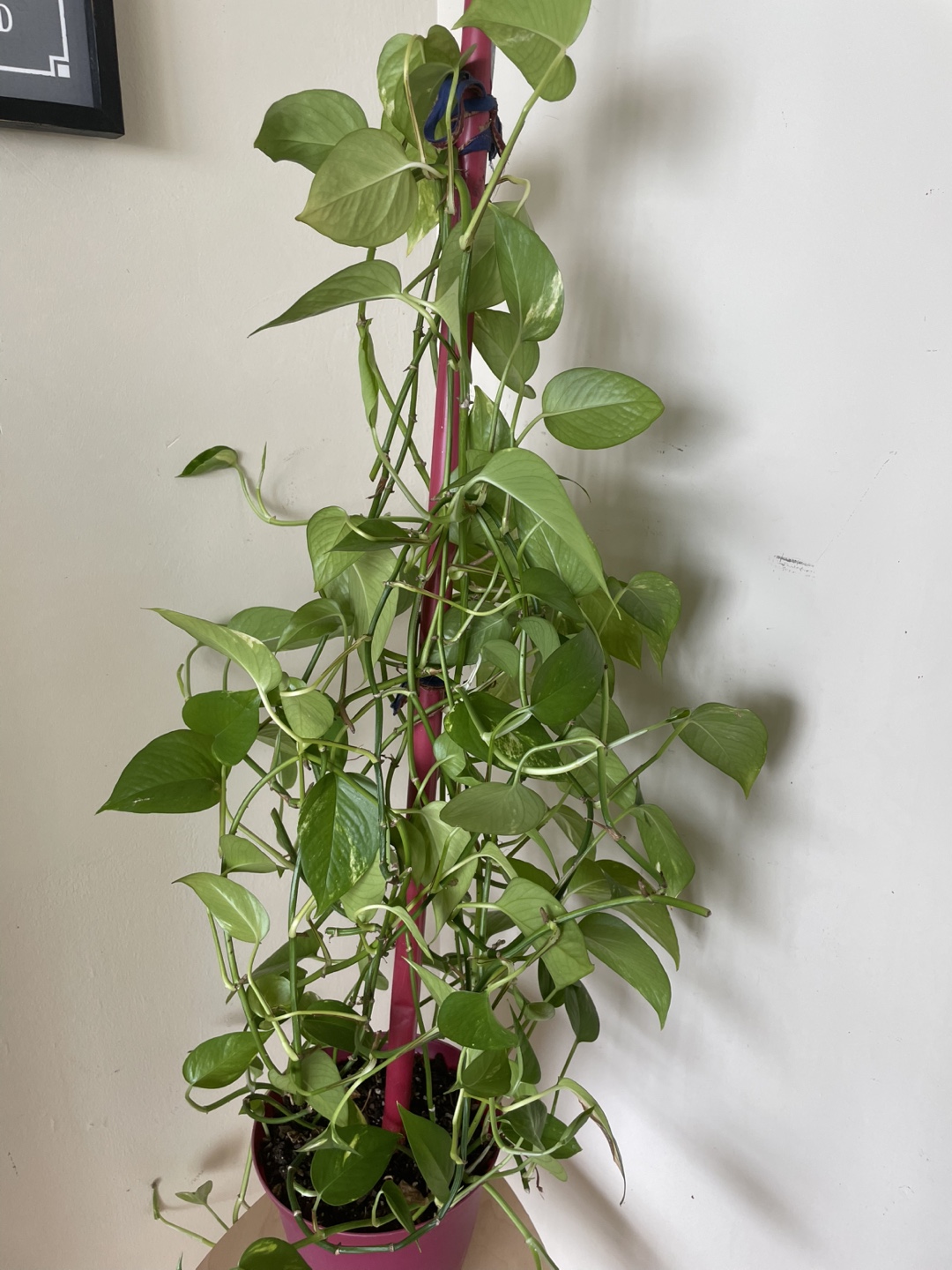 Large Golden Pothos Plant - photo 3