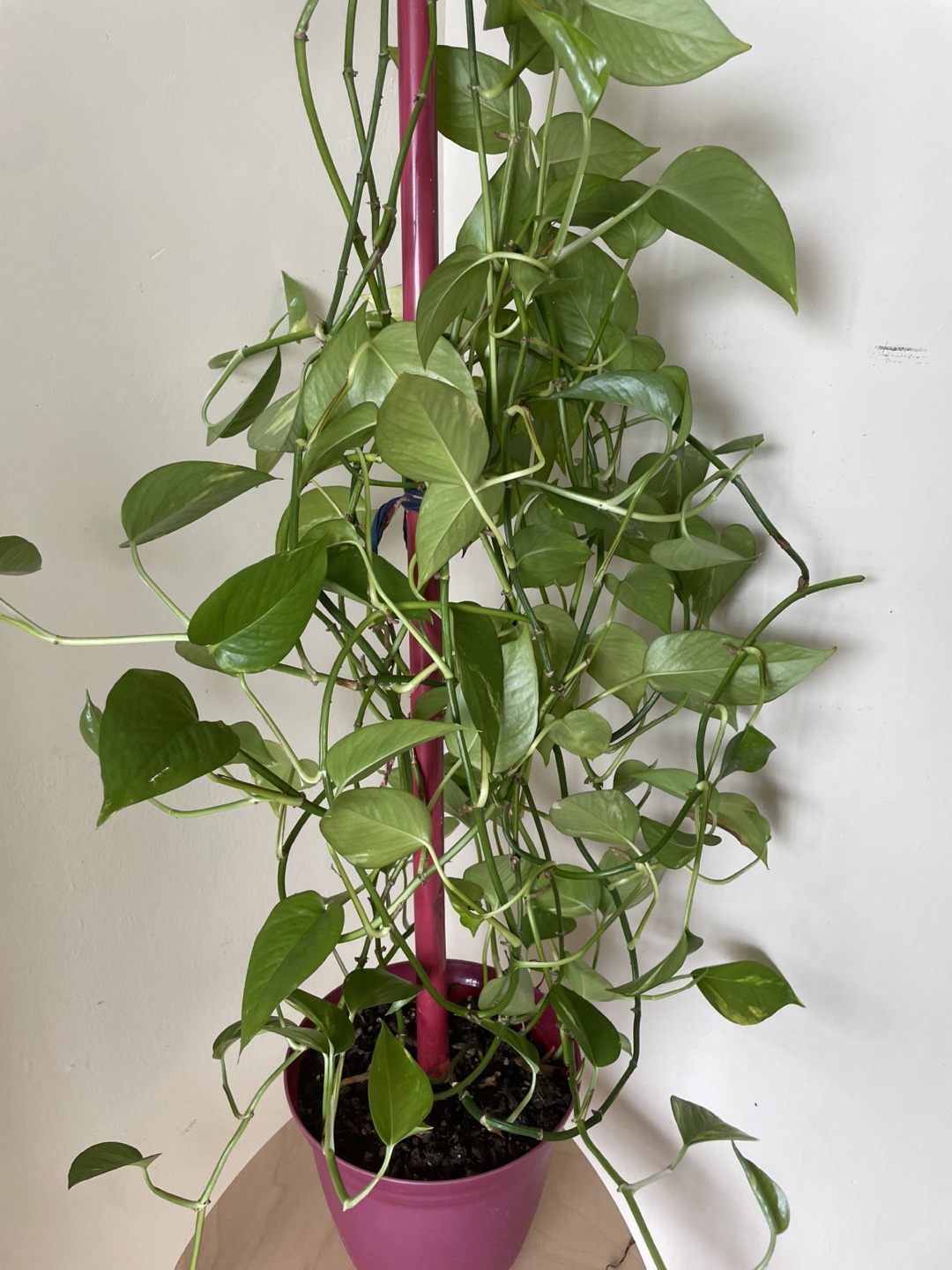 Large Golden Pothos Plant - photo 4