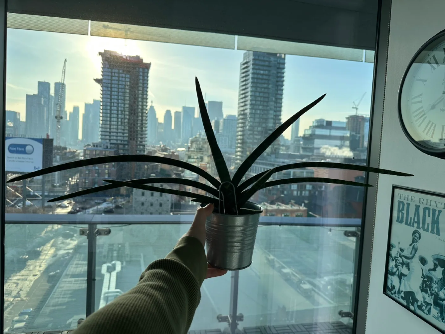 Three potted succulents image indicator(3)