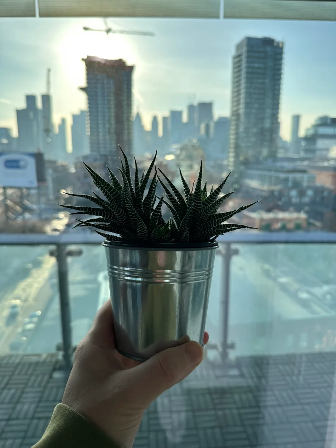 Three potted succulents image indicator(4)