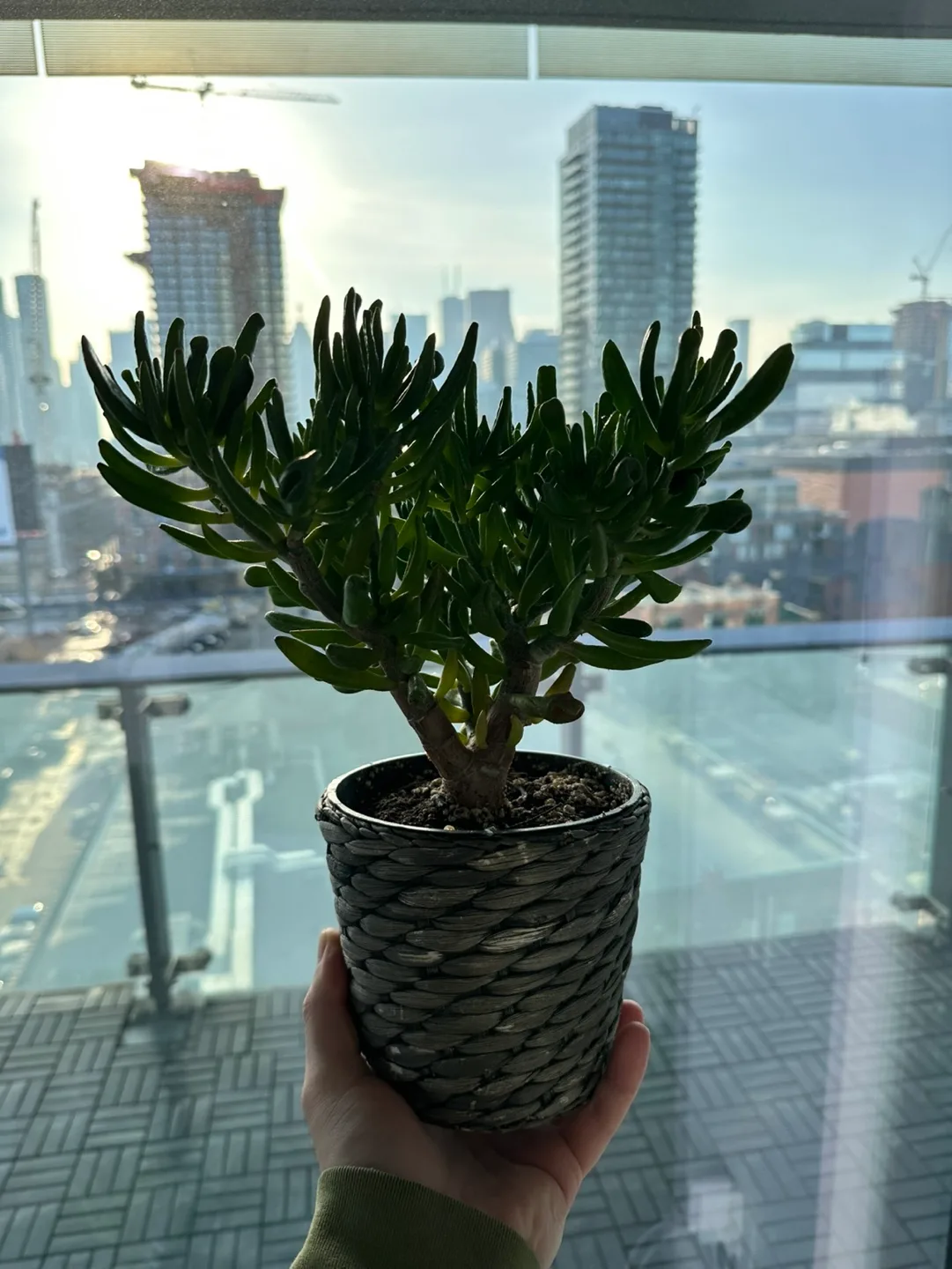 Three potted succulents image indicator(2)