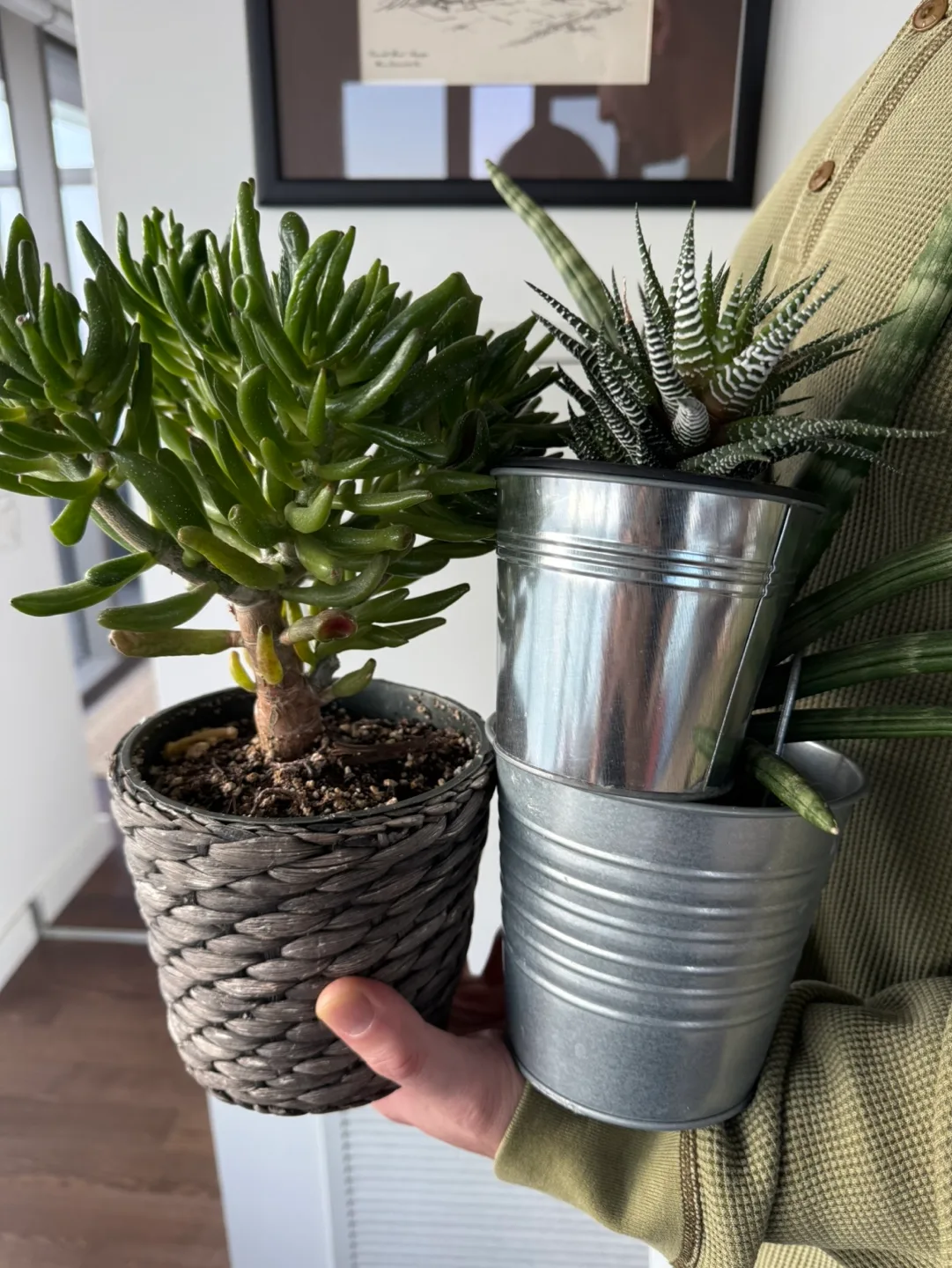 Three potted succulents thumbnail