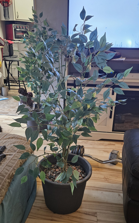 Two Artificial Ficus Trees