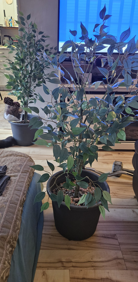 Two Artificial Ficus Trees - photo 2