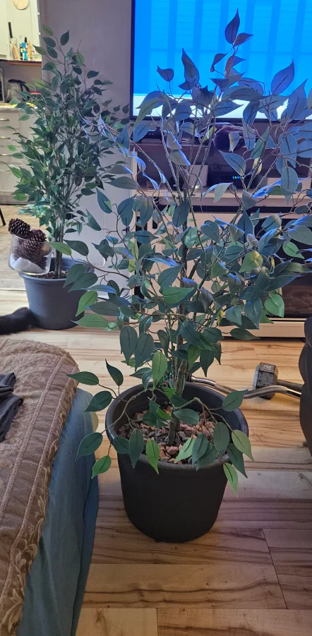 Two Artificial Ficus Trees image indicator(2)