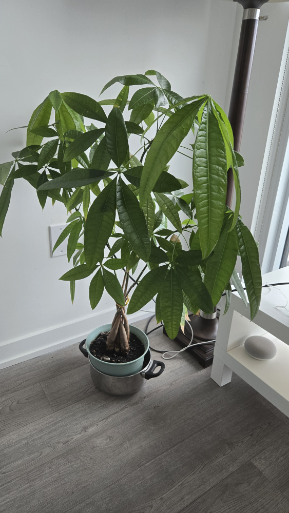 Large Money Tree Plant