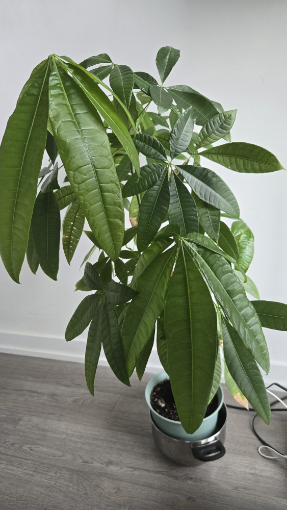 Large Money Tree Plant - photo 2