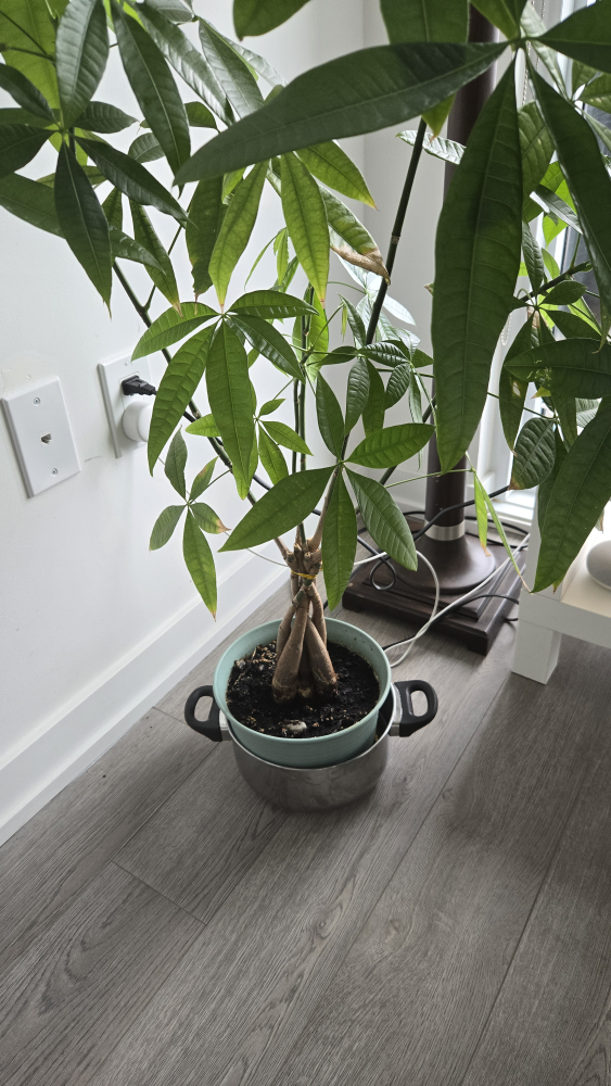 Large Money Tree Plant - photo 3