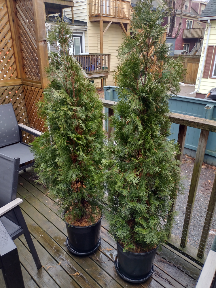 Two potted cedar trees