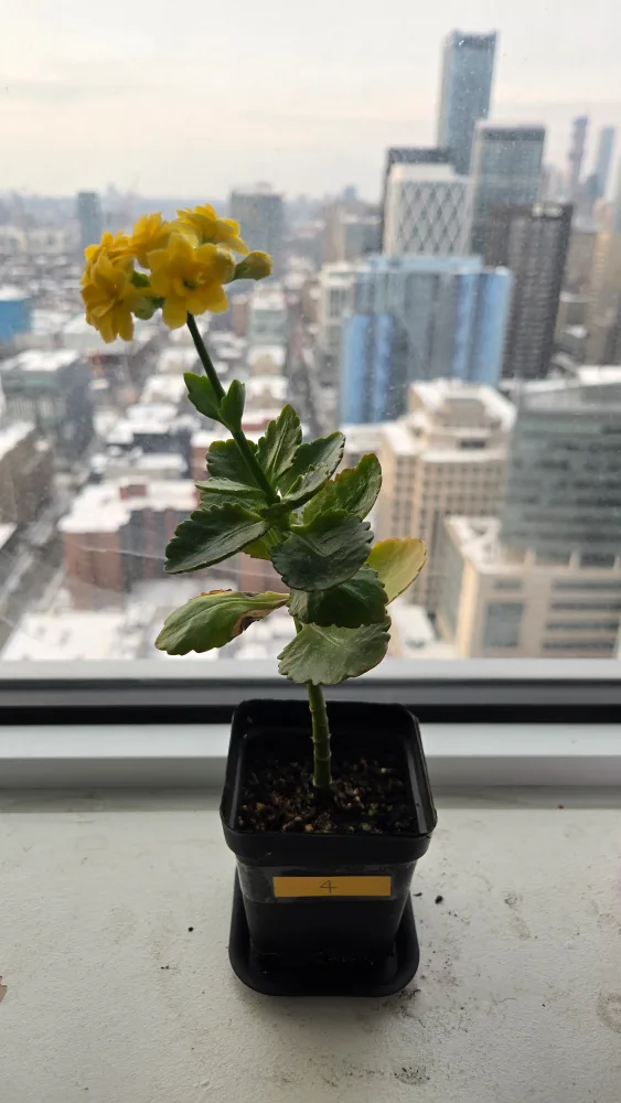 Kalanchoe Yellow Flowering Plant thumbnail