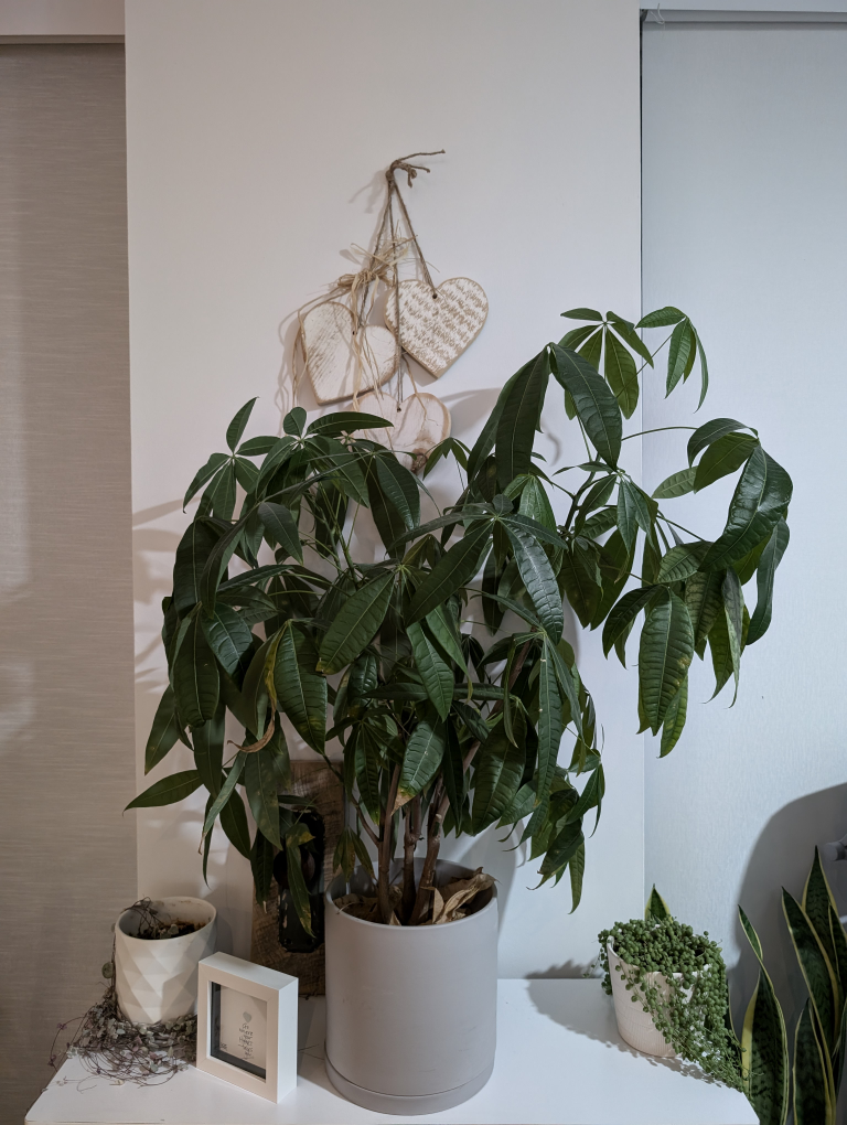 Money Tree Plant