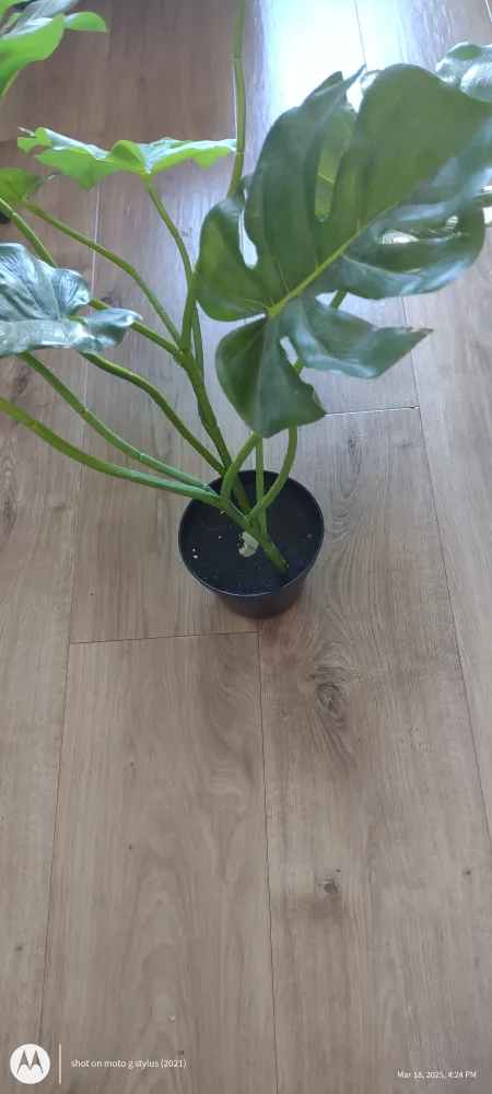 Artificial Monstera Plant in Pot image indicator(2)