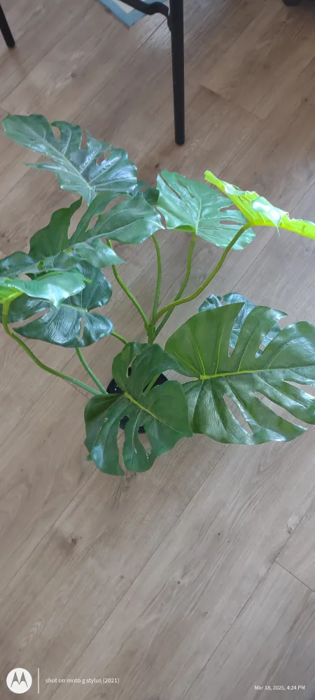 Artificial Monstera Plant in Pot image indicator(3)