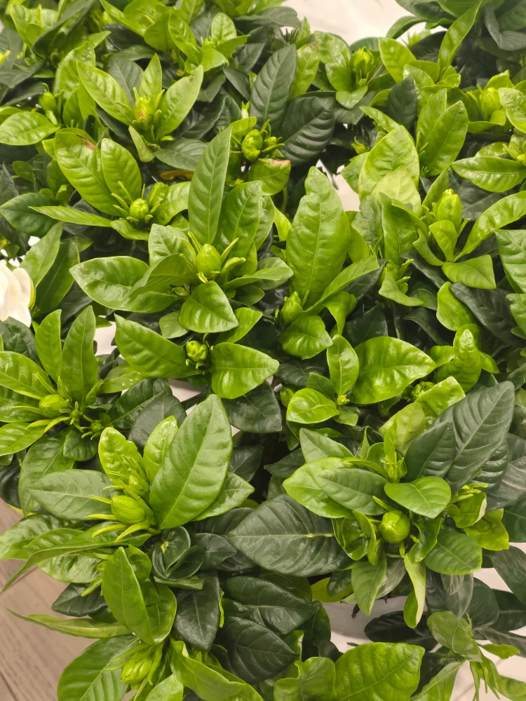 Gardenia Plant with Buds image indicator(7)