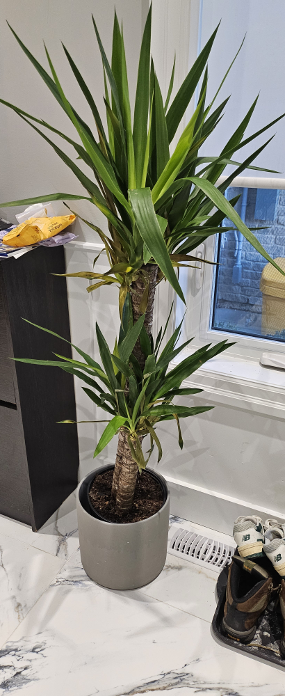 Large Yucca and Strelitzia Plant in Grey Pot