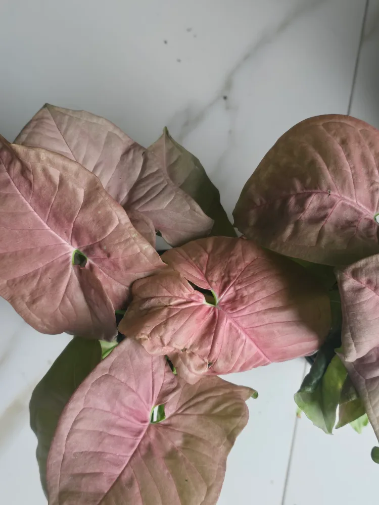 syngonium neon image indicator(2)