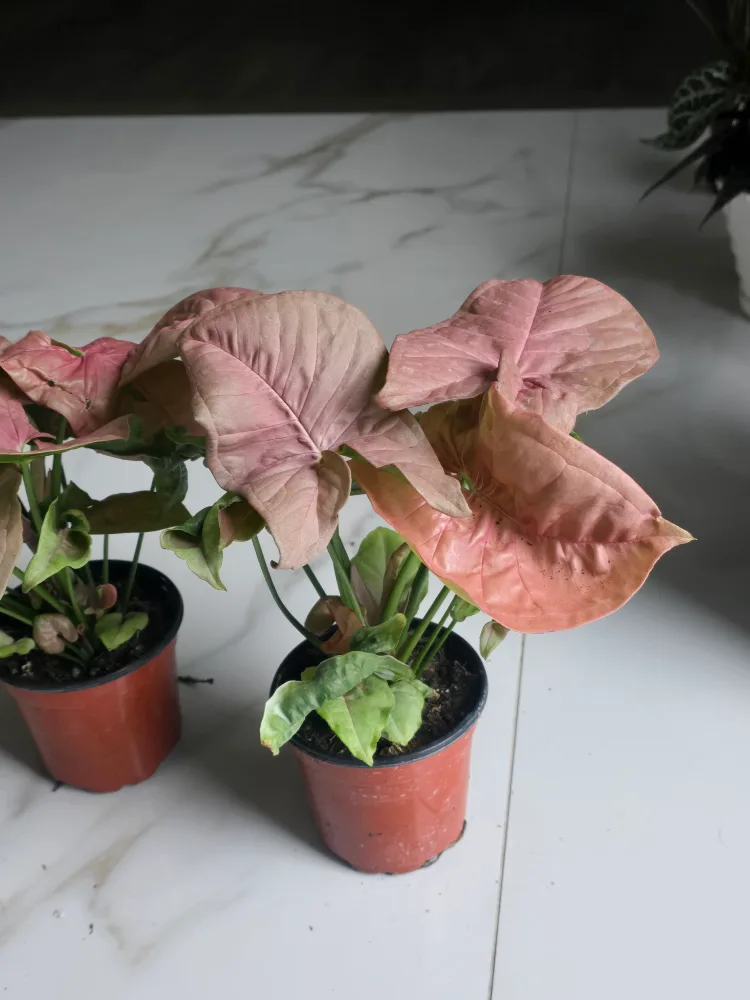 syngonium neon image indicator(3)