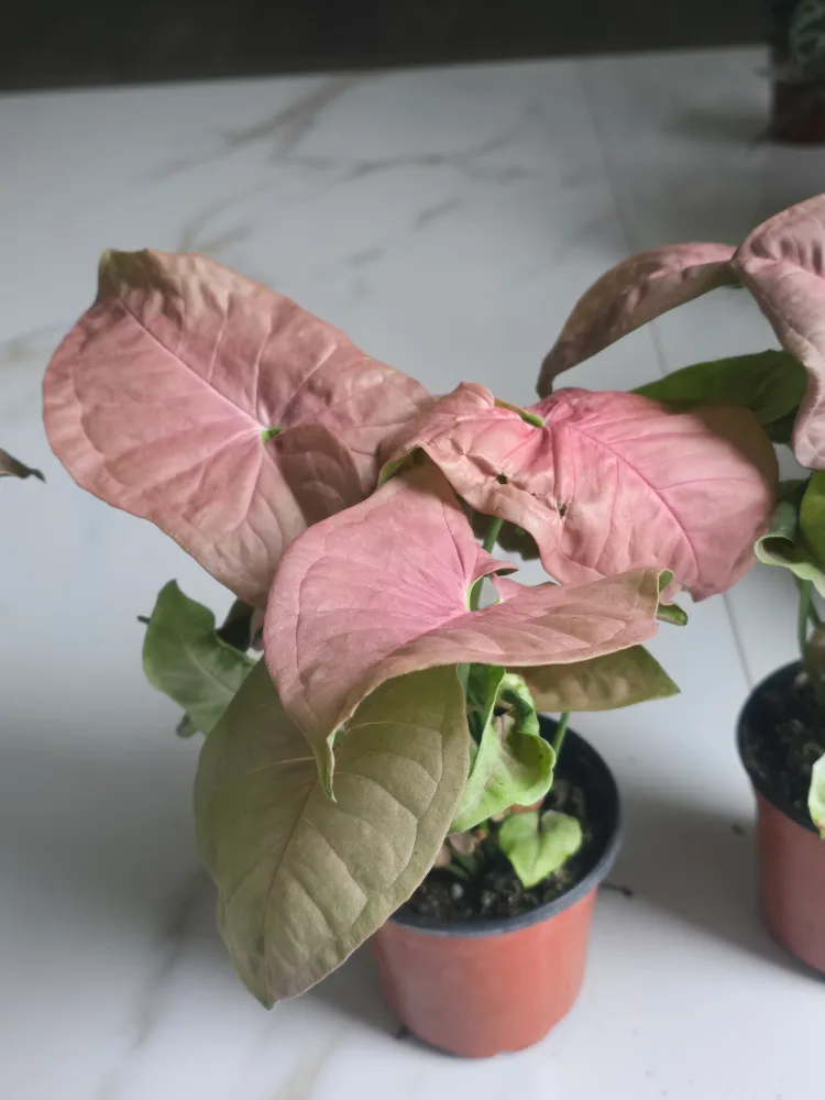 syngonium neon image indicator(4)